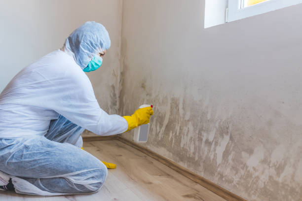 Professional mold removal team in Maplewood