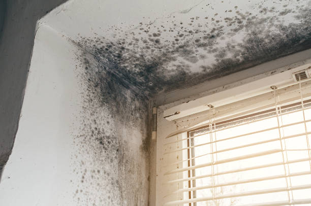 Mold Removal service in Maplewood